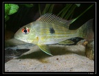 Geophagus-surinamensis-02