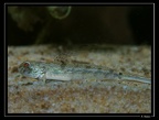 Evorthodus-cf-lyricus 1