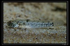 Evorthodus-cf-lyricus 2