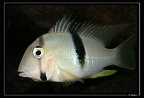 Guianacara-geayi