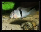 G-owroewefi--male 1