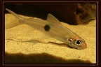 Bivibranchia-bimaculata St-