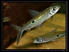 Hemiodus-unimaculatus 02