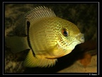 Heros-efasciatus-yiyi-Juv