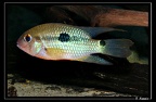K-guianensis-02