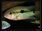 Krobia-cf-guianensis