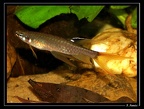 Copella-carsevenensis.JPG