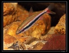 Nannostomus-beckfordi-Parac