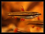 Nannostomus-marginatus coes