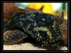 Ancistrus-cf-leucostictus-0