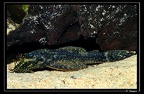 Ancistrus-cf-leucostictus