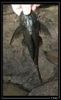 Guyanacistrus-niger01