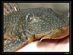 Guyanacistrus-niger02