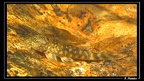 Ancistrinae