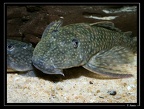 Guyanancistrus-brevipinis-c