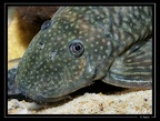 Guyanancistrus-brevipinis1