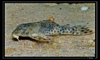 Peckoltia-sp-nv 01