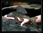 Hypostomus-gymnorhynchus-01