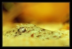Loricariinae