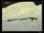 Hemiloricaria-cf-platyura-0