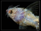 Loricaria-cf-cataphracta
