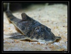 Loricaria-gr-cataphracta-m