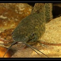 Megalechis-thoracata-2