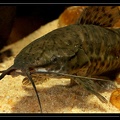 Megalechis-thoracata-3