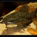 Megalechis-thoracata-4