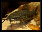 Megalechis-thoracata-4