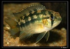 Nanacara-cf-aureocephalus 01