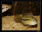 Nanacara-cf-aureocephalus 02