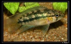 Nanacara-cf-aureocephalus 03