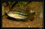 Nanacara-cf-aureocephalus 04