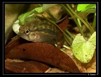 Nanacara-cf-aureocephalus 05