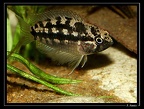 Nanacara-cf-aureocephalus 06