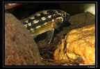 Nanacara-cf-aureocephalus 07