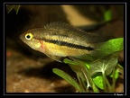 Nanacara-cf-aureocephalus