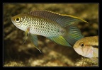 N.anomala-yiyi