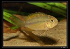 Nannacara-anomala-ouest-01