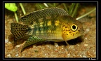 N-aureocephalus-01