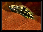 N-aureocephalus-femel