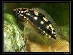 N-aureocephalus-femelle-gar