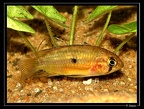 Nannacara-aureocephalus