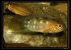 N-aureocephalus
