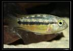 N-aureocephalusgargoulettef