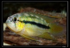 N-aureocephalusgargoulettem