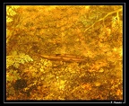 Parodon-guyanensis-03