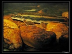 Parodon-guyanensis 06