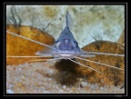 Pimelodus-blochi-02